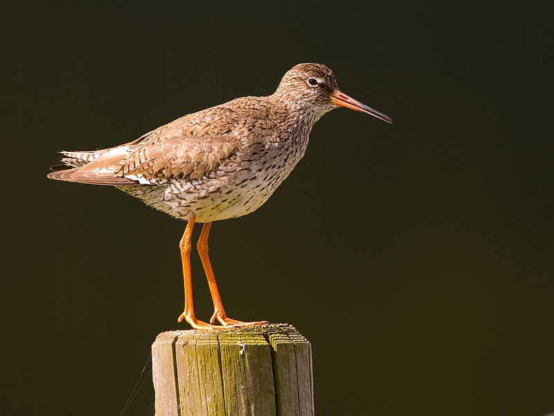 Tringa totanus Tureluur Common Redshank